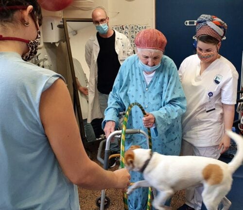 פיילוט לשילוב כלבים במחלקת שיקום גריאטרי של המרכז הרפואי פדה-פוריה