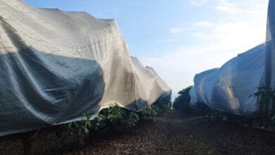 החקלאים נערכים לסופה "אלפיס" בעזרת פתרונות של חוקרי מו"פ צפון